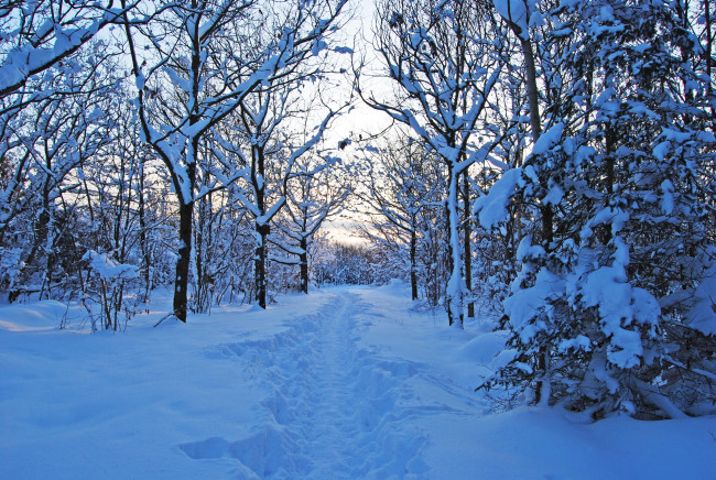 Обои картинки фото природа, зима, швеция, тропа, деревья, лес, снег