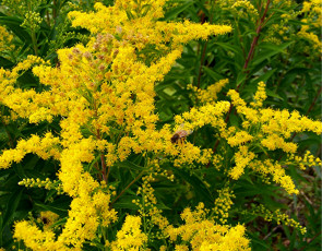 Картинка цветы цветущие деревья кустарники желтый