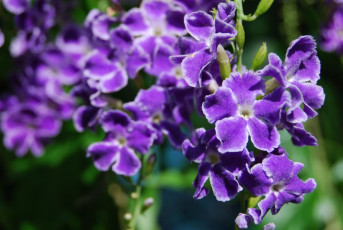 Картинка цветы дуранта фиолетовый