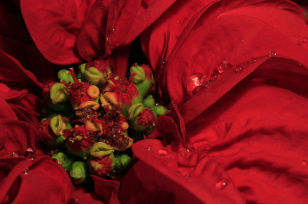 Картинка цветы пуансеттия молочай красивейший макро лепестки