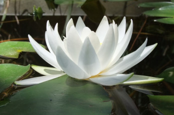 Картинка цветы лилии водяные нимфеи кувшинки лепестки белый