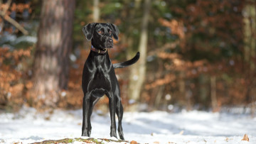 Картинка животные собаки фон собака зима