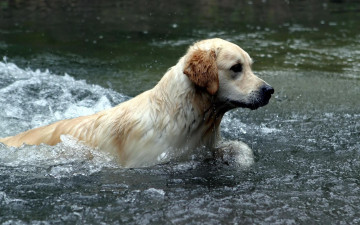 Картинка австралийский лабрадор животные собаки собака вода брызги