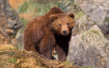 Картинка животные медведи медведь природа фон