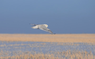 Картинка животные совы белая полет сова сухая трава холод