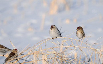 Картинка животные воробьи зима сухие ветки птицы снег