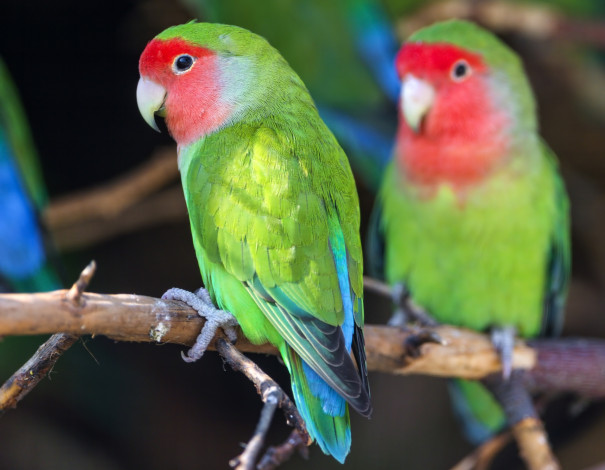Обои картинки фото животные, попугаи, разноцветный, парочка