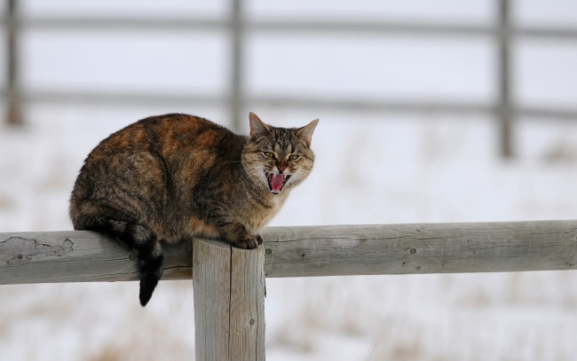 Обои картинки фото животные, коты, деревяшки, забор, снег, зима, кот, столб