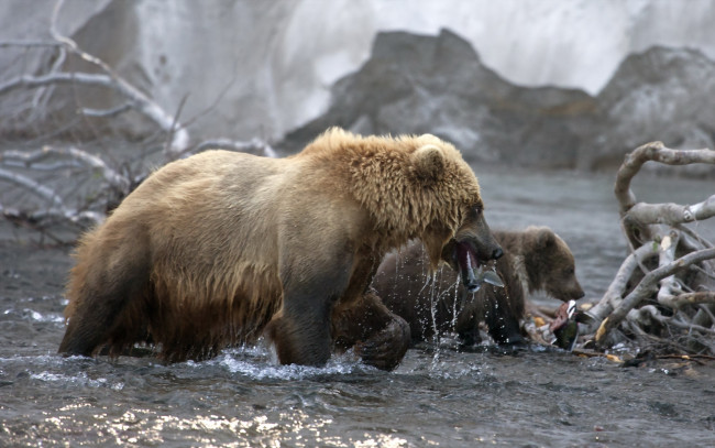 Обои картинки фото животные, медведи, вода