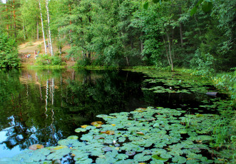 Картинка дружинное+озеро +комарово +санкт-петербург природа реки озера озеро лес кувшинки