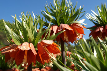 Картинка цветы рябчики оранжевый