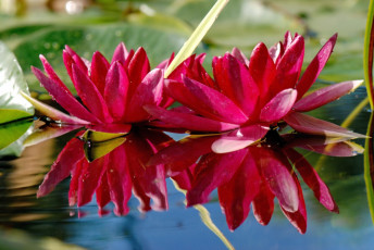 Картинка цветы лилии+водяные +нимфеи +кувшинки отражение