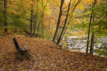 Картинка природа парк река листва деревья осень
