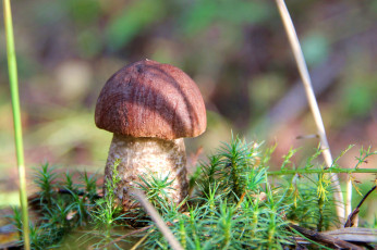 Картинка природа грибы крепыш