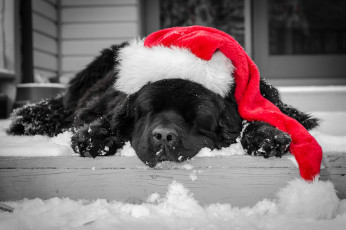 Картинка животные собаки окрас собака ступеньки снег зима колпак черный спит шапка красная новогодняя