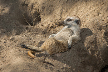 Картинка животные сурикаты отдых