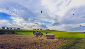 Картинка животные лошади пейзаж спорт небо шары поля
