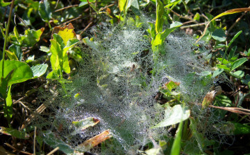 Картинка природа макро капли росы паутина