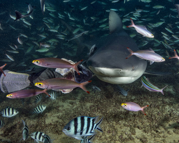 Обои картинки фото животные, акулы, океан, глубина, акула