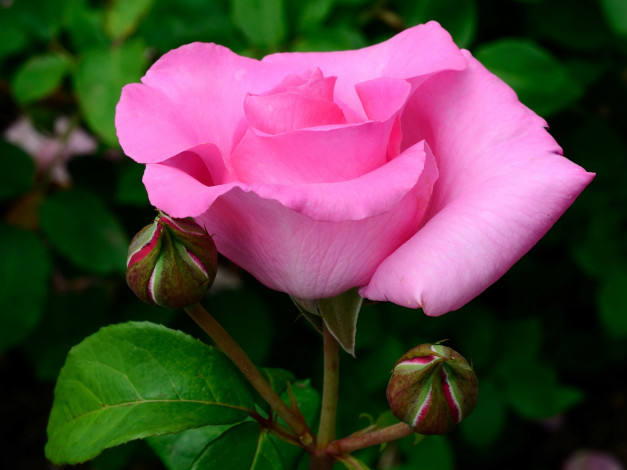 Обои картинки фото цветы, розы, роза, розовая, куст