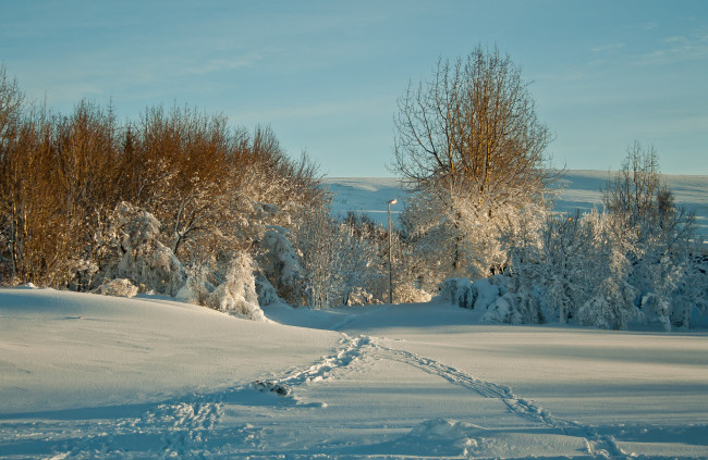 Обои картинки фото природа, зима, следы, снег, деревья