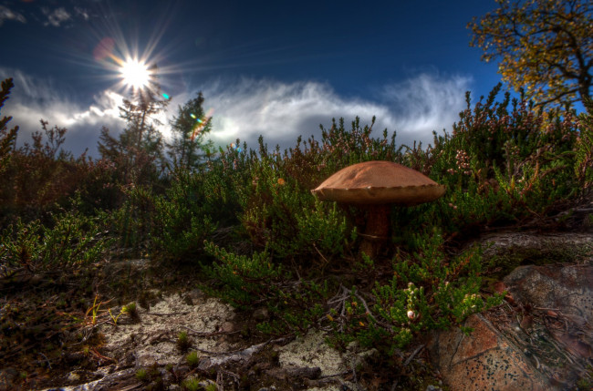 Обои картинки фото природа, грибы, кусты, трава, гриб, солнце