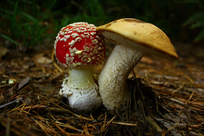 Обои картинки фото природа, грибы, мухомор, подберезовик