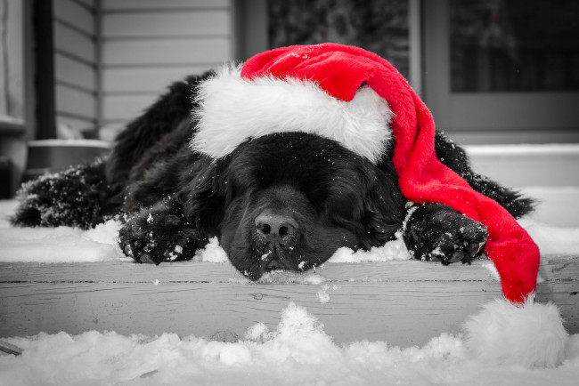 Обои картинки фото животные, собаки, окрас, собака, ступеньки, снег, зима, колпак, черный, спит, шапка, красная, новогодняя