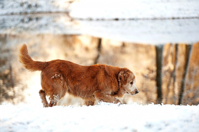 Обои картинки фото животные, собаки, природа, золотистый, ретривер, снег, собака, зима