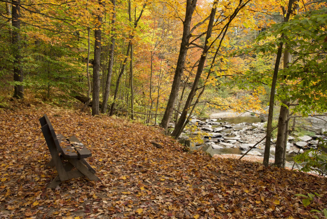 Обои картинки фото природа, парк, река, листва, деревья, осень