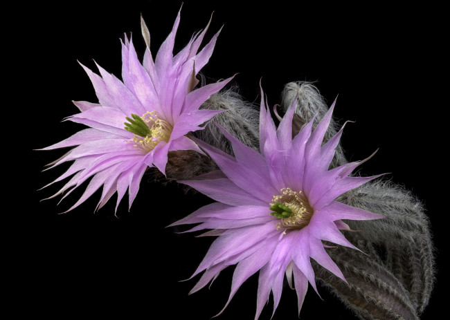 Обои картинки фото цветы, кактусы, розовый