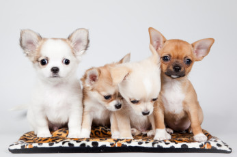 Картинка животные собаки квартет малыши щенки