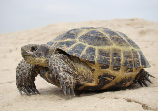 Картинка животные Черепахи Черепаха берег песок панцирь