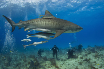 Картинка shark животные акулы аквалангисты вода рыба акула мир подводный