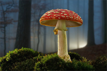 Картинка природа грибы +мухомор гриб мухомор лес мох