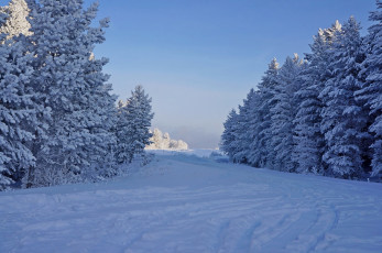 Картинка природа зима лес иней елки снег деревья мороз