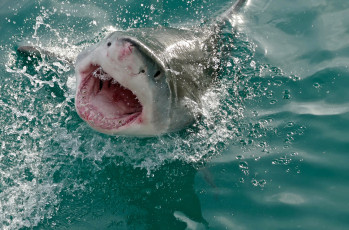 обоя shark  attack, животные, акулы, shark, attack, челюсти, мир, вода, подводный, акула, рыба
