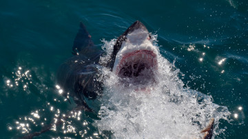 Картинка shark++attack животные акулы подводный челюсти вода мир рыба attack акула shark