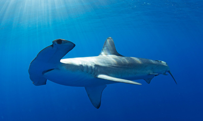 Обои картинки фото shark, животные, акулы, молот, мир, подводный, вода, акула, рыба