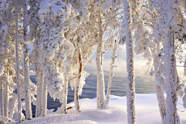 Обои картинки фото природа, зима, иней, сибирь, мороз, снег