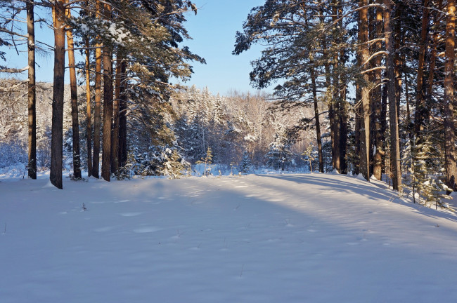 Обои картинки фото природа, зима, снег, лес, сосны, деревья, мороз, солнце