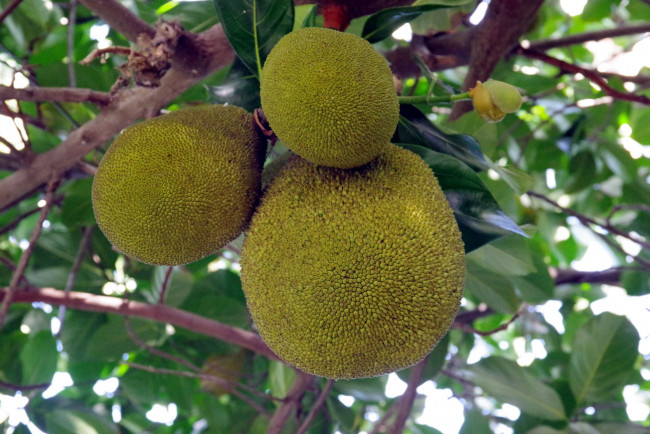 Обои картинки фото джекфрут, природа, плоды, jackfruit