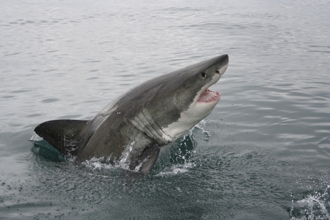 Обои картинки фото shark  attack, животные, акулы, shark, attack, акула, рыба, вода, челюсти, подводный, мир