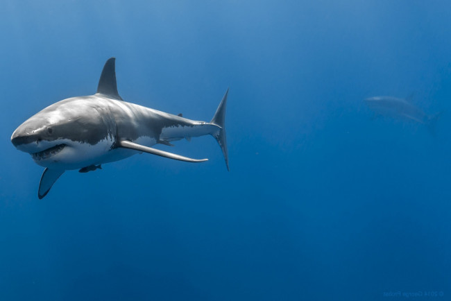 Обои картинки фото shark, животные, акулы, акула, мир, белая, подводный, вода, рыба