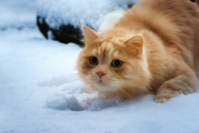 Обои картинки фото животные, коты, взгляд, кошка, снег, рыжий, кот