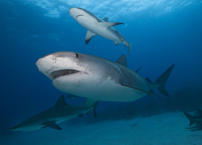 Обои картинки фото shark, животные, акулы, акула, рыба, вода, подводный, белая, мир