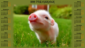 Картинка календари праздники +салюты свинья трава поросенок