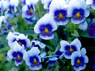 обоя цветы, анютины глазки , садовые фиалки, голубой