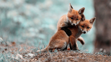 обоя лисята, животные, лисы, лисица, рыжая, обыкновенная, псовые, лисицы, млекопитающие, мех, пушнина, лиса, хищник