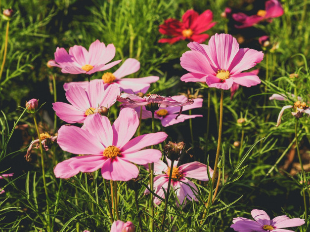 Обои картинки фото цветы, космея, розовый